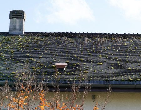 Roof with Algae Buildup